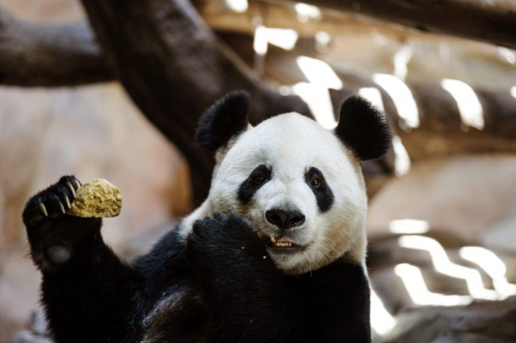 Giant Panda Eats Edibles