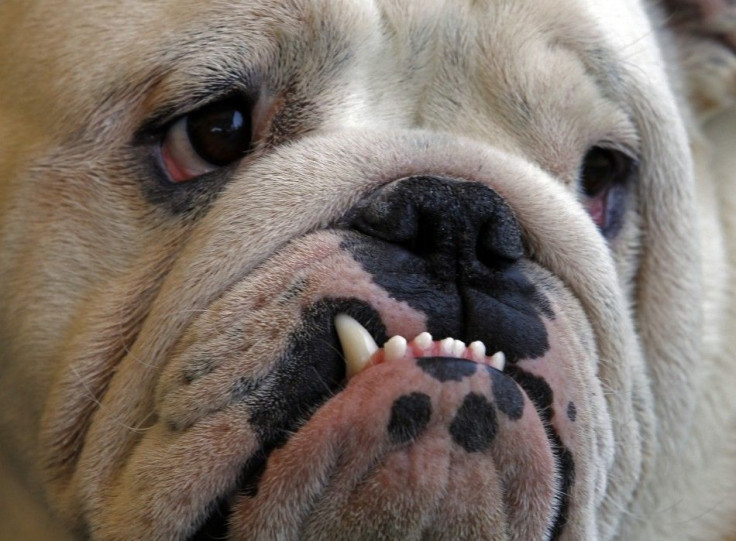 An English bulldog dog attends the international dog show in Szivasvarad, 160 km (99 miles) northeast of Budapest April 24, 2011