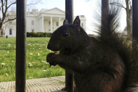 A squirrel eats a piece of cracker dropped by a tourist at the north fence of the White House in Washington, April 11, 2014.