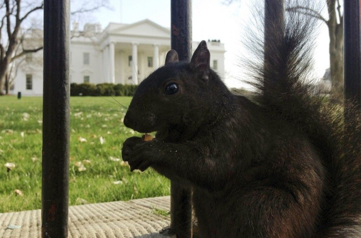 A squirrel eats a piece of cracker dropped by a tourist at the north fence of the White House in Washington, April 11, 2014.