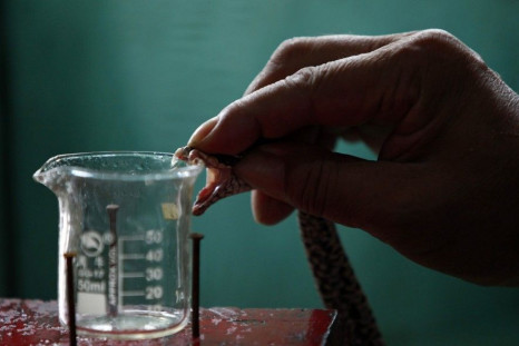 Yang Hongchang, boss of a snake rearing company, extracts venom from a snake at the snake farm in Zisiqiao village, Zhejiang Province June 15, 2011. Residents of Zisiqiao Village, also known as the snake town, raise over 3 million snakes a year for food a