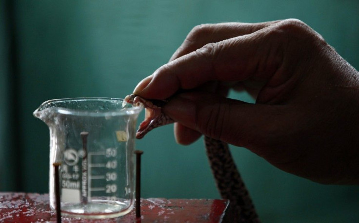 Yang Hongchang, boss of a snake rearing company, extracts venom from a snake at the snake farm in Zisiqiao village, Zhejiang Province June 15, 2011. Residents of Zisiqiao Village, also known as the snake town, raise over 3 million snakes a year for food a
