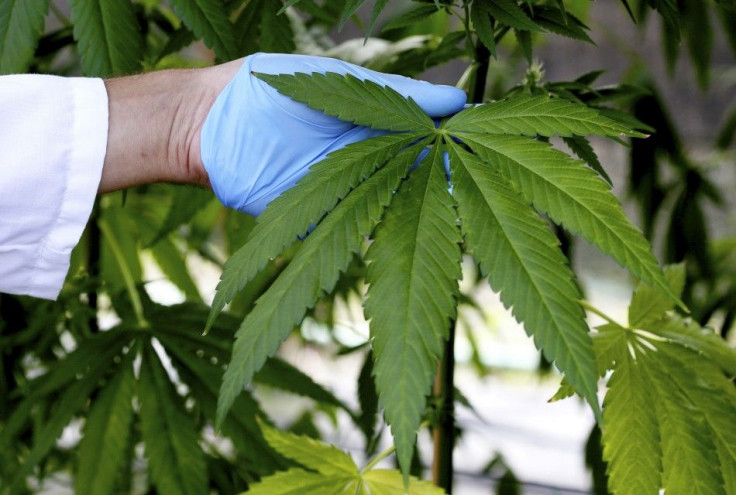 A production assistant inspects a Cannabis plant in a state-owned agricultural farm in Rovigo, about 60 km (40 miles) from Venice, September 22, 2014. 