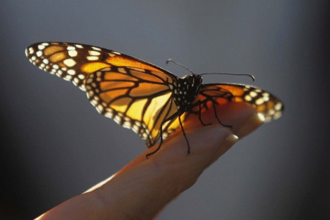 A monarch butterfly rests on a visitor's hand at the Monarch Grove Sanctuary in Pacific Grove, California December 30, 2014. Monarch butterflies may warrant U.S. Endangered Species Act protection because of farm-related habitat loss blamed for sharp 