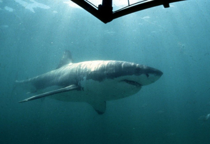 A Great White Shark swims past a diving cage off Gansbaai about 200 kilometres east of Cape Town