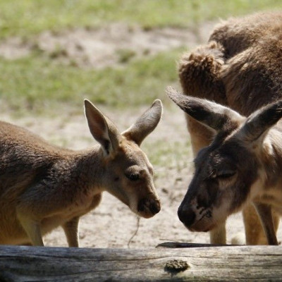 A six-month-old kangaroo (L) stands beside his mother in their enclosure during his official presentation at Berlin Zoo August 10, 2010.