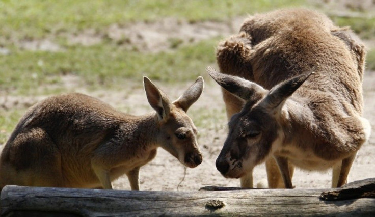 A six-month-old kangaroo (L) stands beside his mother in their enclosure during his official presentation at Berlin Zoo August 10, 2010.