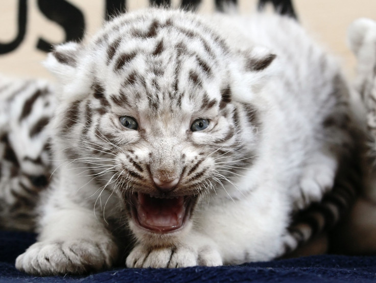 A white Bengal tiger cub is pictured at the White Zoo in Kernhof May 26, 2014. It is one of five cubs which were born on Sunday at the private zoo in Lower Austria, two years after their mother gave birth to four cubs in 2012.   REUTERS/Heinz-Peter Bader
