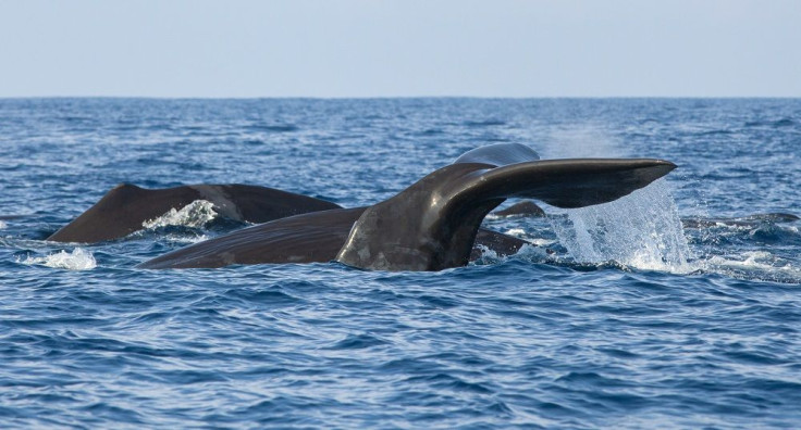 Sperm Whales