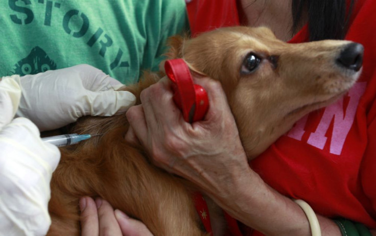 A dog is vaccinated by veterinarians