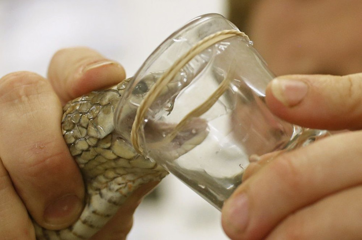 Snake Venom