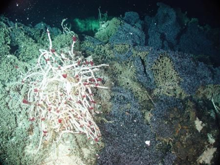 Thousands of Newly Discovered Marine Microbes