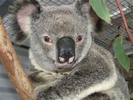 Port Stephens Koalas May Lose Habitat With More Development Plans