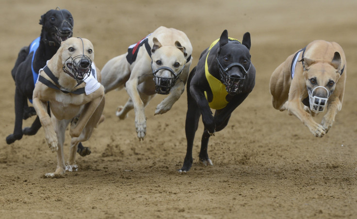 Greyhound Live Baiting