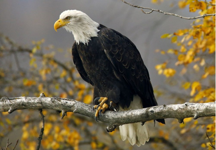 Bald Eagle