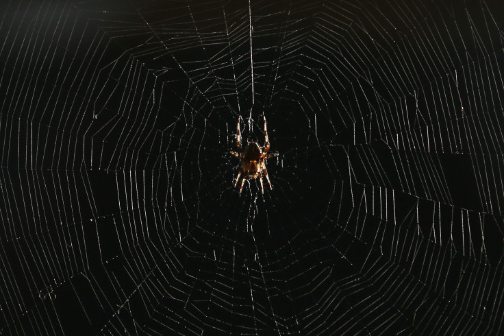 A Garden Spider