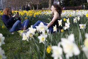 Women laugh amid the daffodils in Green Park in central London March 15, 2014. 