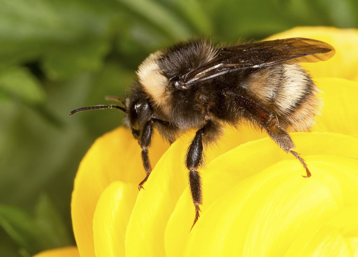 Bumblebee feeding on nectar
