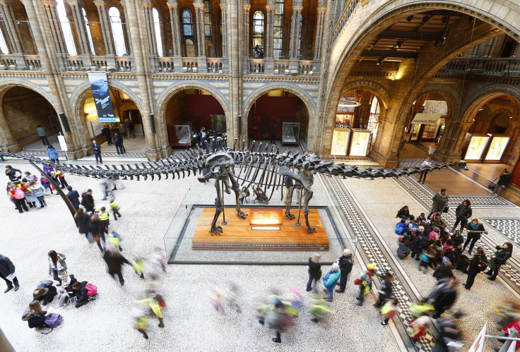 The moulded resin replica of a fossilised Diplodocus