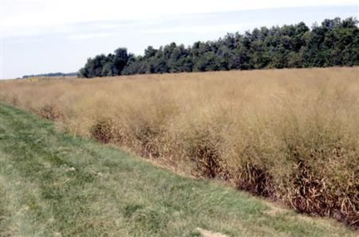 field of switchgrass