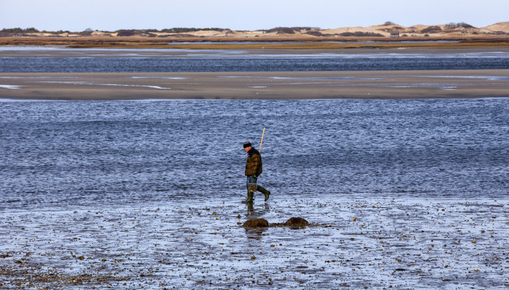 A man searches for oysters