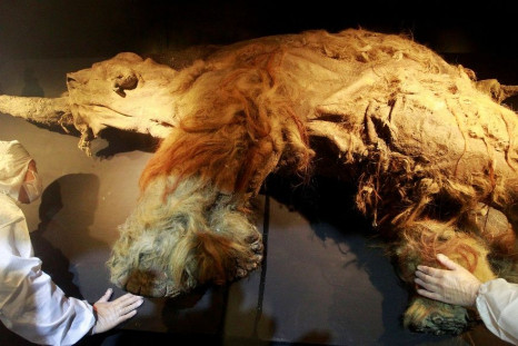 Yuka, a 39,000-year old female woolly mammoth discovered in Siberia