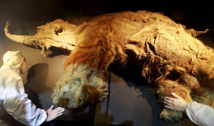 Yuka, a 39,000-year old female woolly mammoth discovered in Siberia