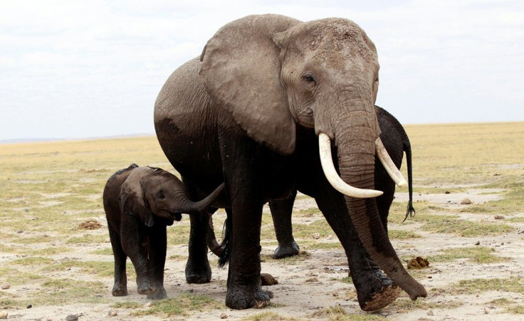 African elephants cooling off at Amboseli National Park