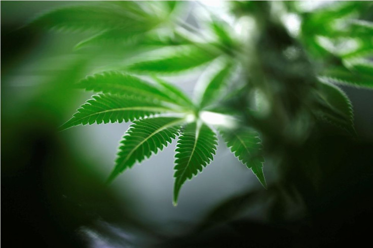 A marijuana plant is seen at Tweed Marijuana Inc in Smith's Falls, Ontario, March 19, 2014. 