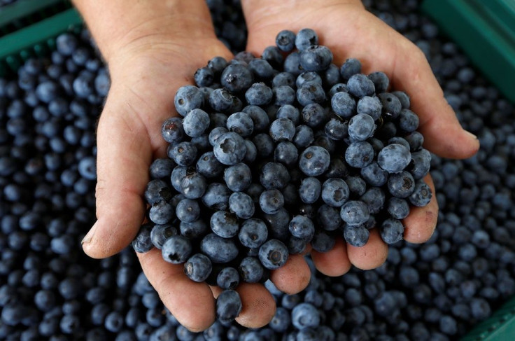 Blueberry Tea Is Being Studied for Diabetes Treatment