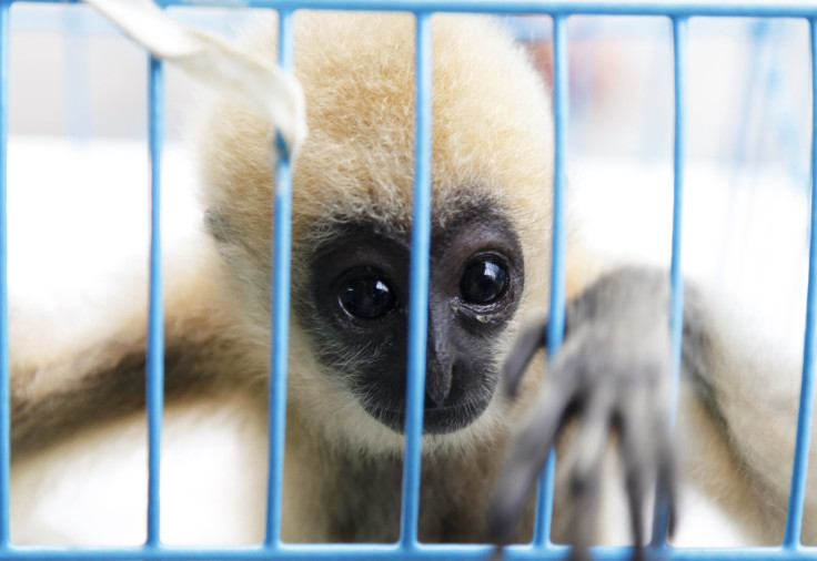 White-cheeked Macaque