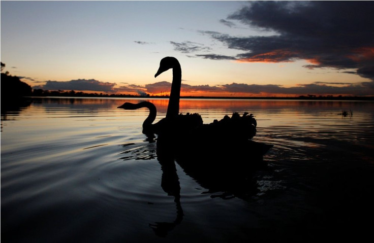 Ducks And Swans At River Torrens Under Monitoring