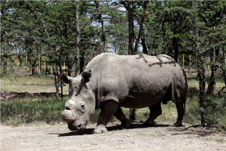 Sudan, The Last Male White Rhino