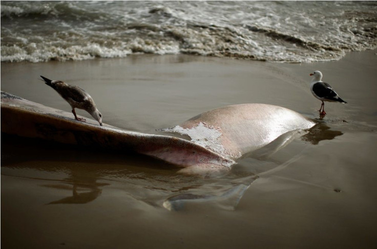 A Whale Washed Ashore