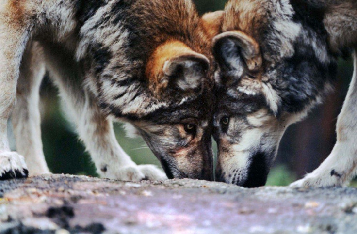 Gray Wolves Soon To Be Off the Endangered Species List