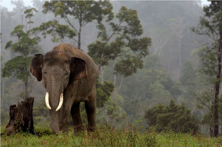 Sumatran Elephant in Wild