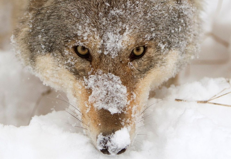 Poaching is a big threat to gray wolves in Norway