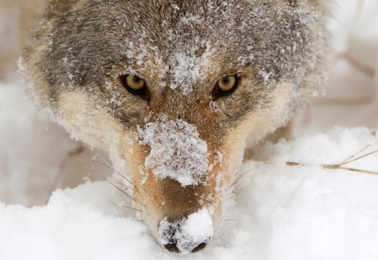 Poaching is a big threat to gray wolves in Norway