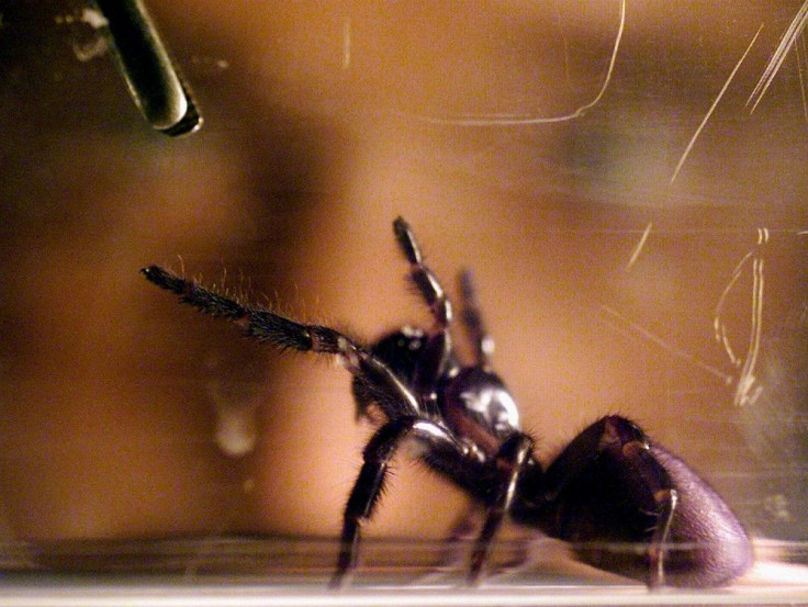 Australian Scientists Study Spider Venom As A Potential Painkiller