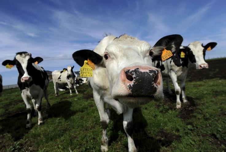 Cows Getting Ready For Milking