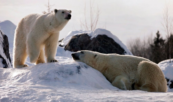 Polar bears