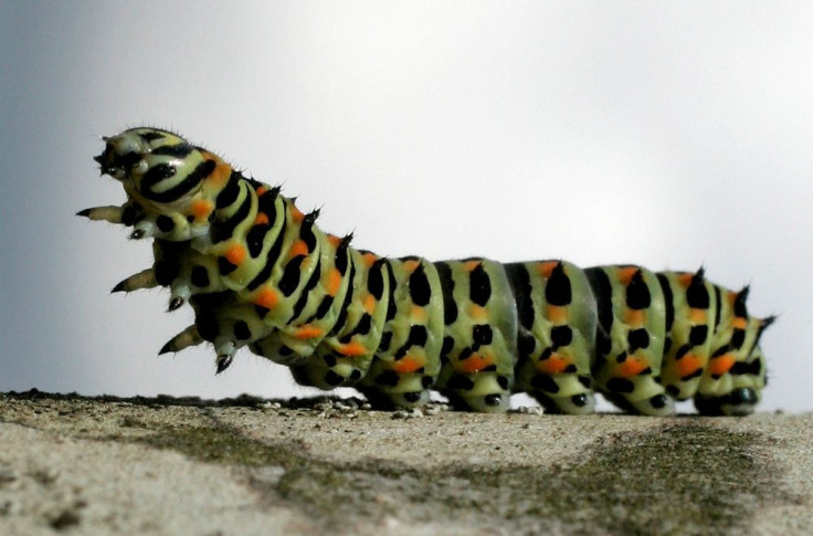 A caterpillar