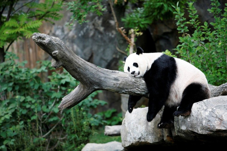 Giant Panda Mei Xiang