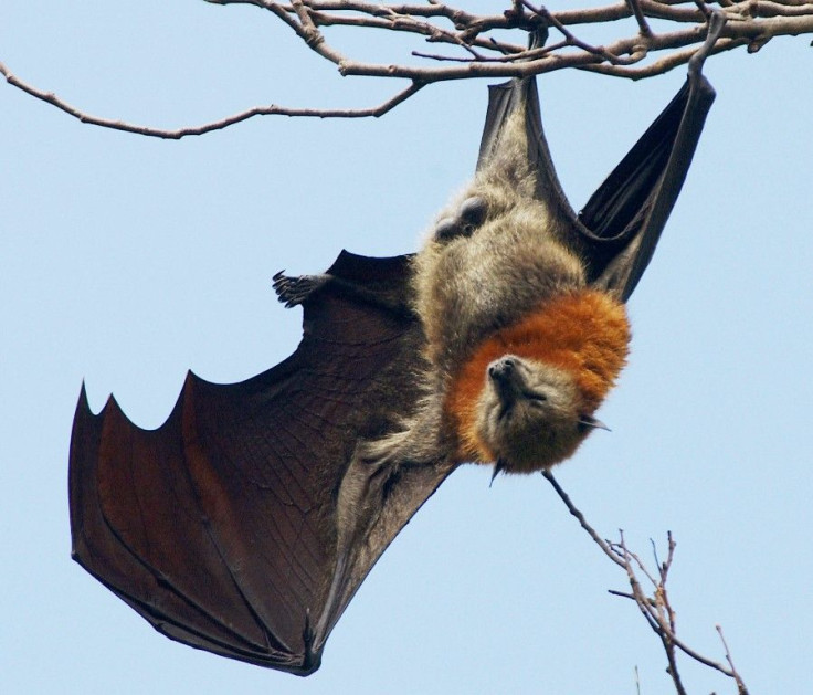 A bat hanging up a tree