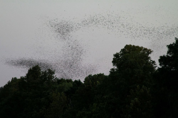 Migratory bats