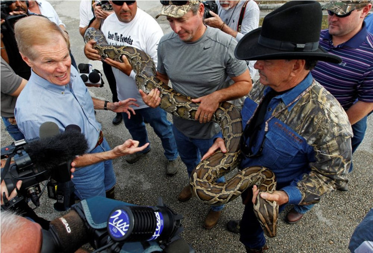 Burmese python