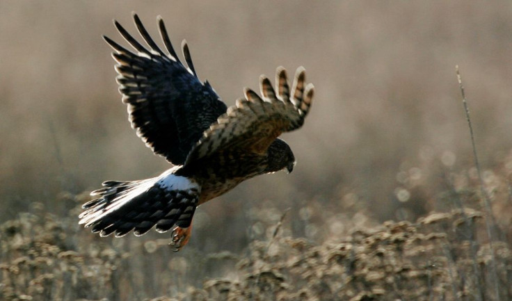  A broad-winged hawk flies low over a marsh 