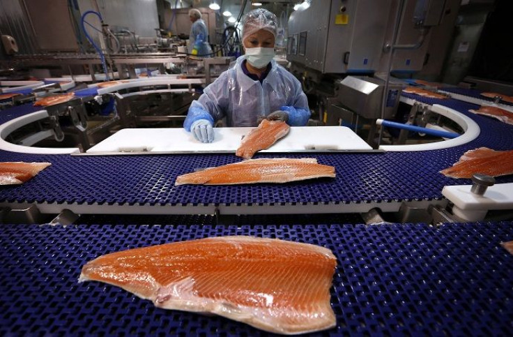 A worker inspects a Tasmanian salmon fillet at the processing plant 