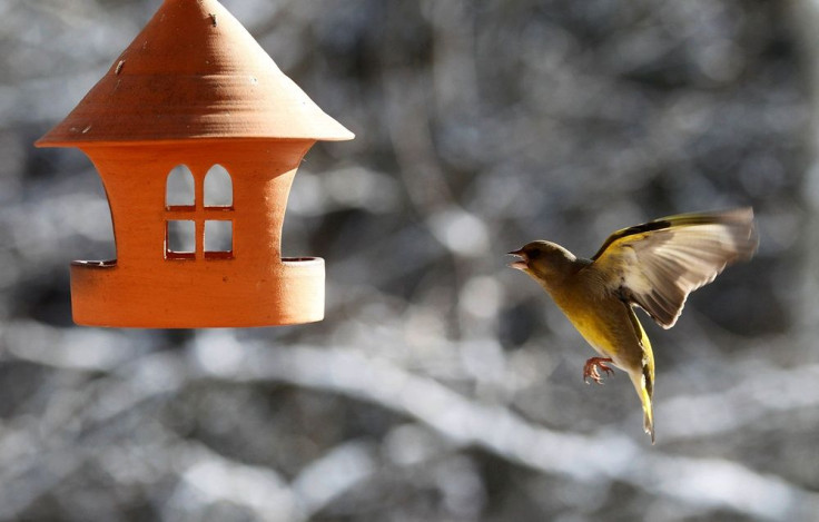 Bird flying towards a feeder
