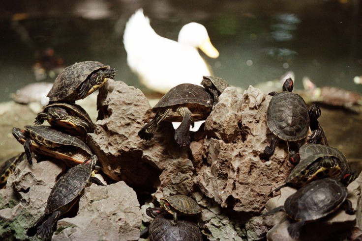 Turtles in Pond